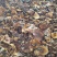 松蘑一级