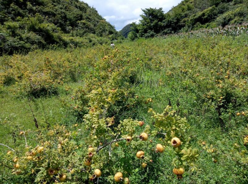 刺梨鲜