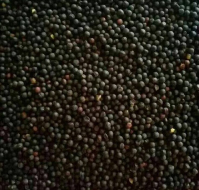 油菜籽1级