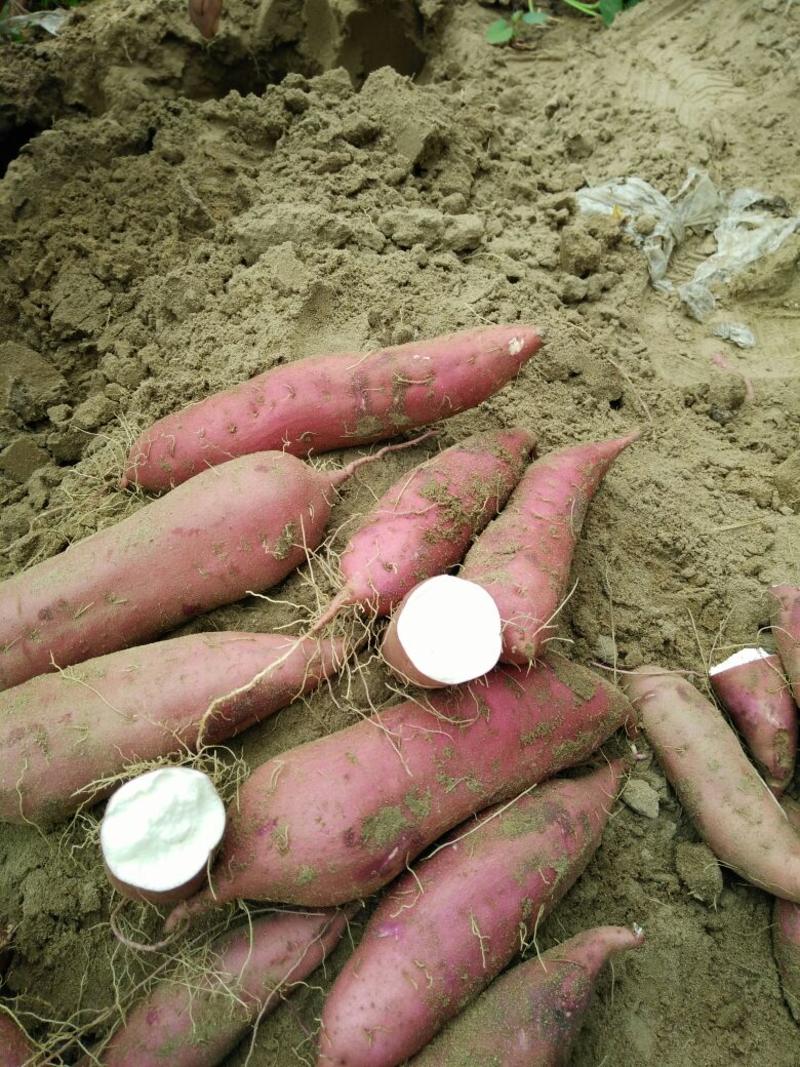 精品商薯19红薯商超品质沙地货3两以上商品薯通货都有
