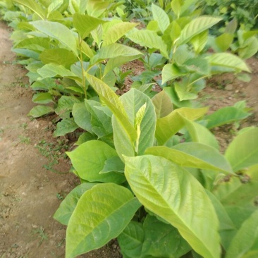 玉兰苗地栽苗20~30cm