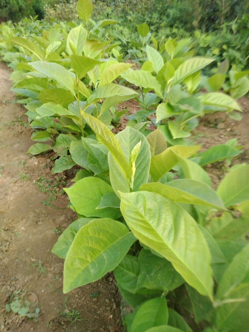 玉兰苗地栽苗20~30cm