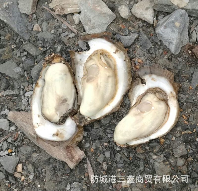 生蚝5只/斤