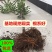 无花果树果苗阳台庭院矮化带土盆栽南方北方特大果波姬红果树