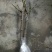 无花果树果苗阳台庭院矮化带土盆栽南方北方特大果波姬红果树