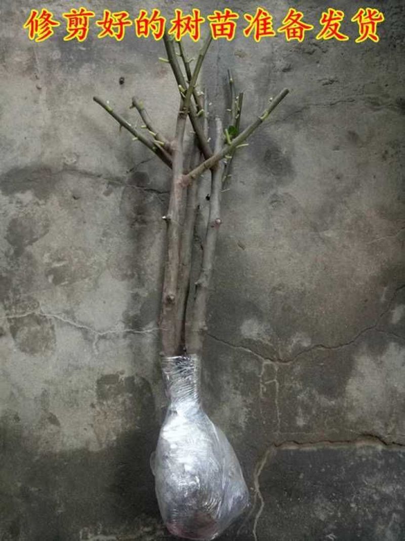 无花果树果苗阳台庭院矮化带土盆栽南方北方特大果波姬红果树