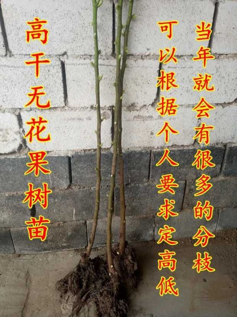 无花果树果苗阳台庭院矮化带土盆栽南方北方特大果波姬红果树