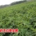 无花果树果苗阳台庭院矮化带土盆栽南方北方特大果波姬红果树