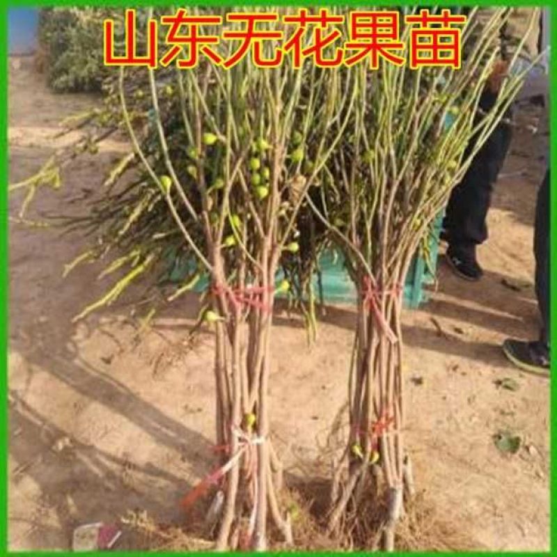 无花果树果苗阳台庭院矮化带土盆栽南方北方特大果波姬红果树