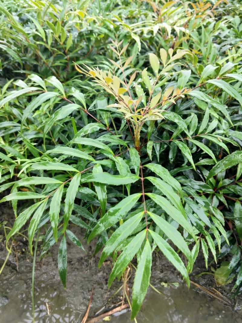 十大功劳1m以下