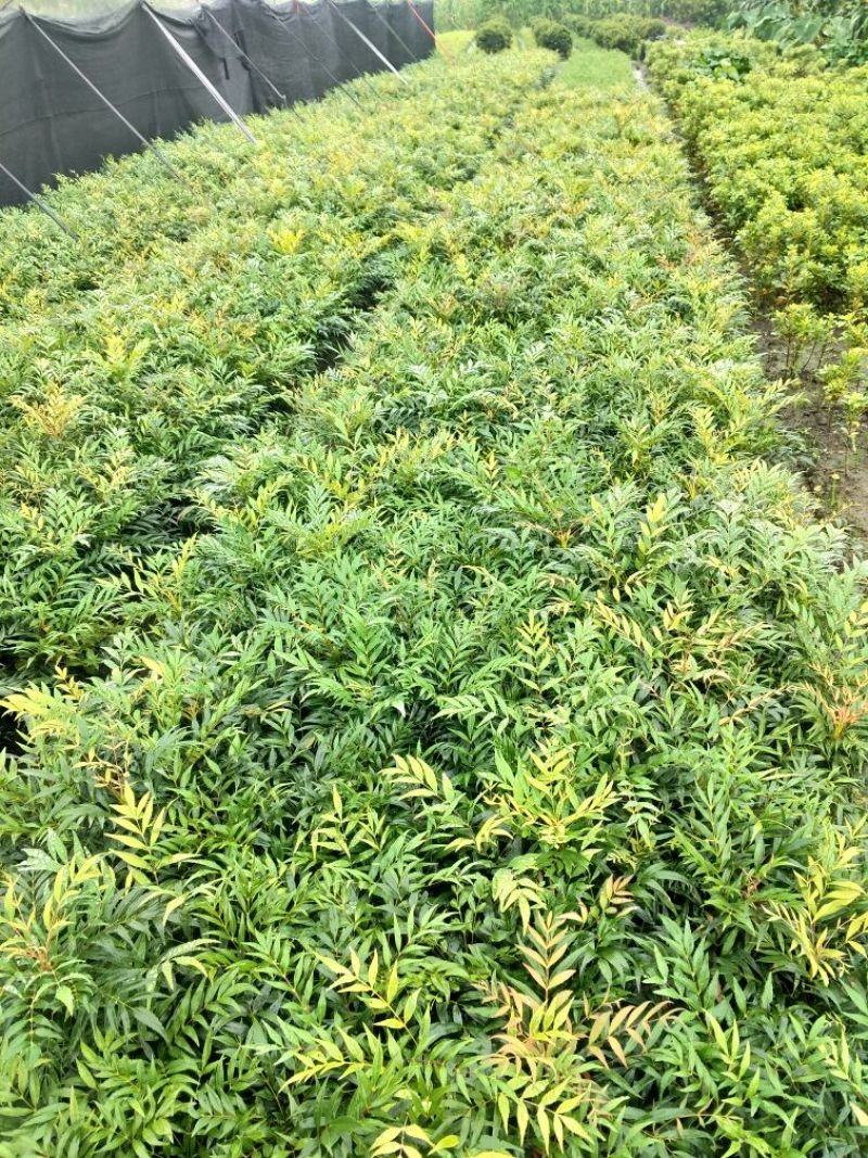 十大功劳1m以下