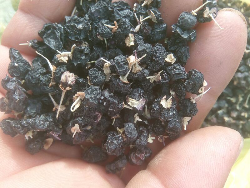 黑枸杞干货头茬
