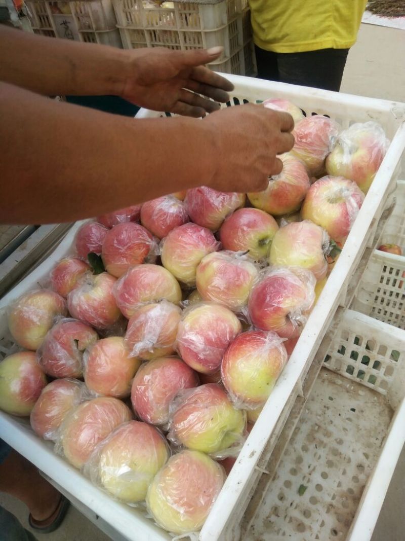 美八苹果颜色好，诚信代办