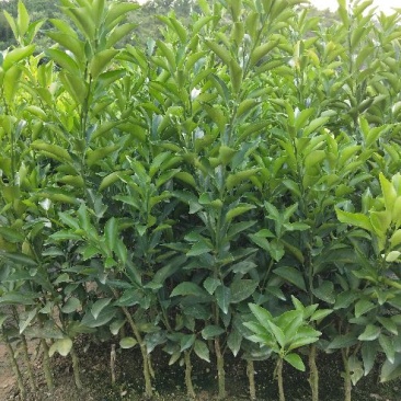 红江橙苗50~80cm