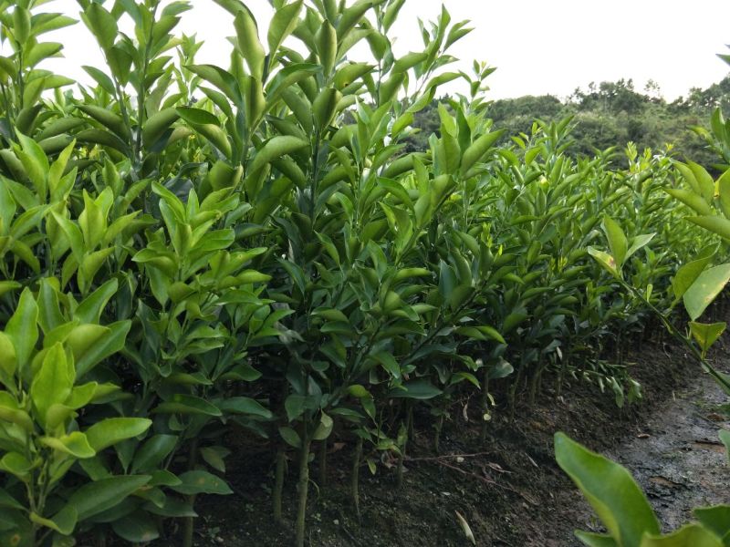 红江橙苗50~80cm