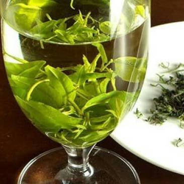 苦丁茶