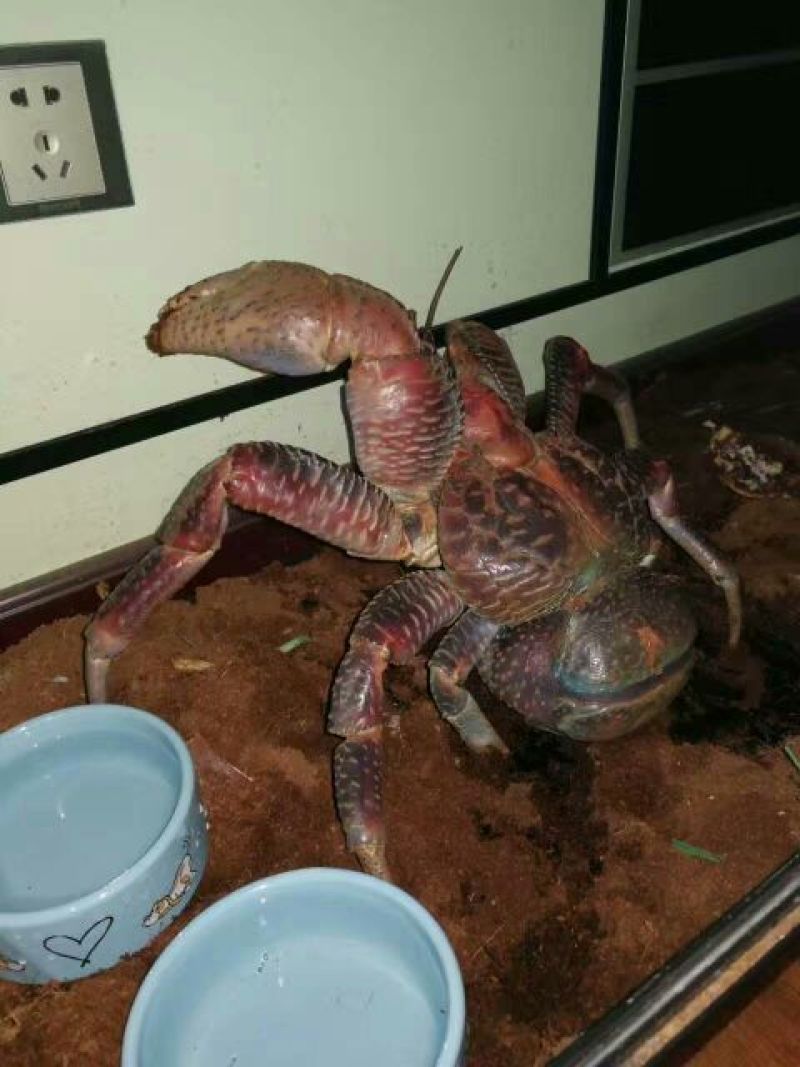 河蟹食用6两/只雄