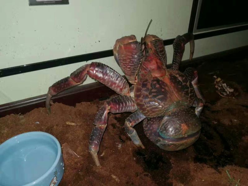 河蟹食用6两/只雄