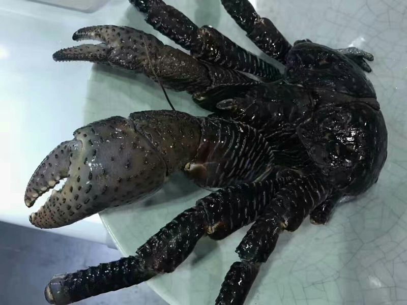 河蟹食用6两/只雄