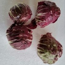 荷兰菊苣菜15~20cm
