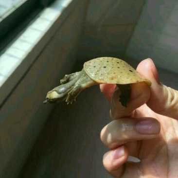 鳖苗雄人工养殖