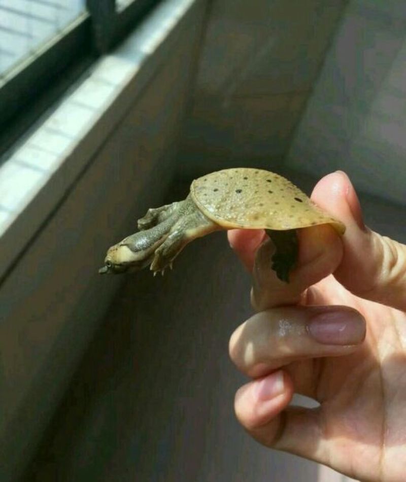 鳖苗雄人工养殖