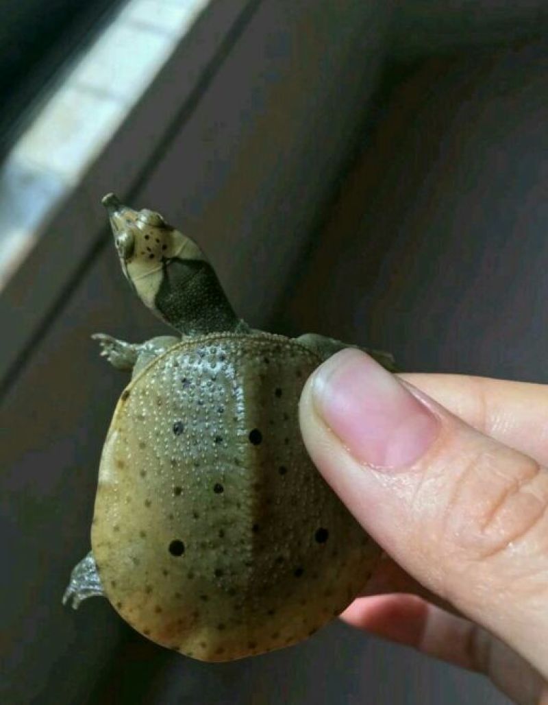 鳖苗雄人工养殖
