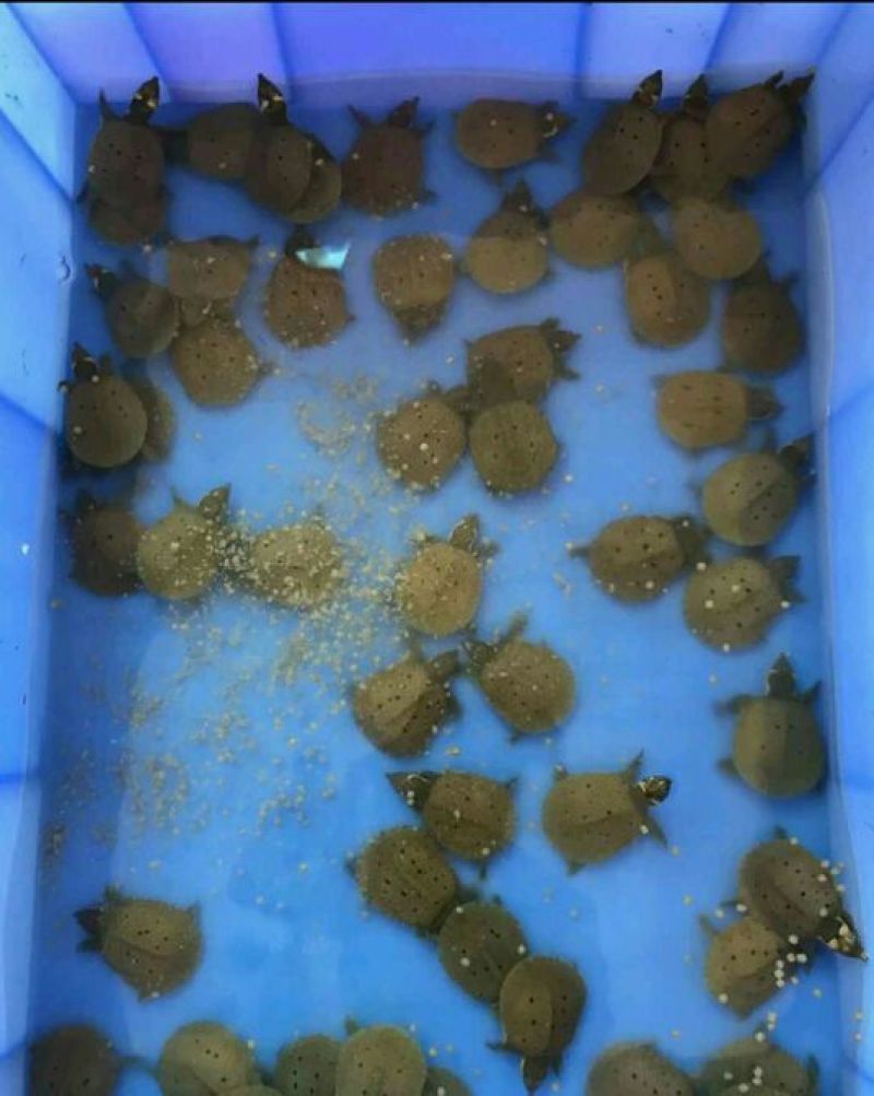 鳖苗雄人工养殖