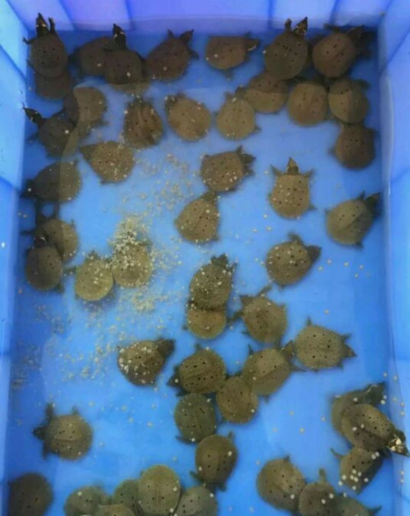 鳖苗雄人工养殖