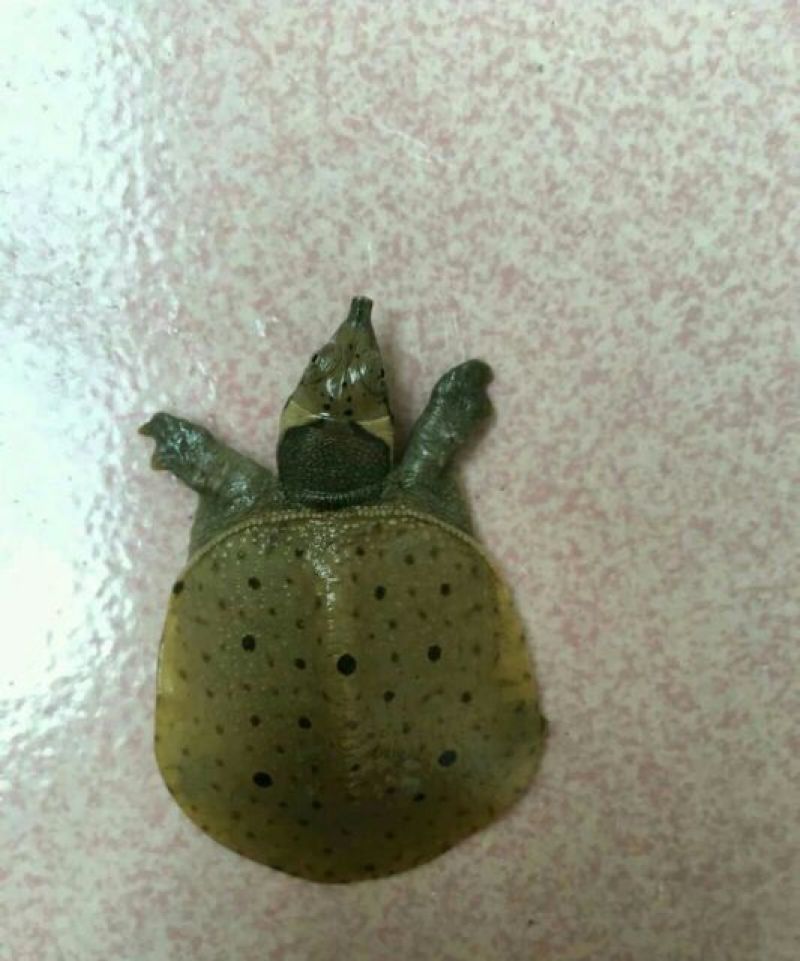 鳖苗雄人工养殖