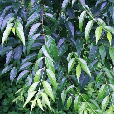 苦丁茶
