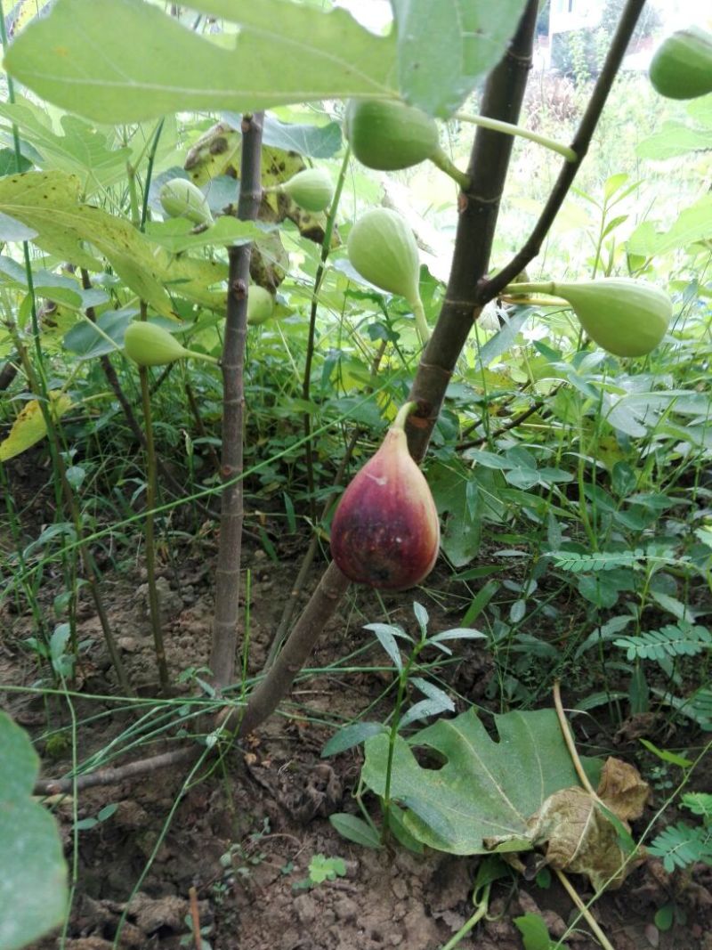 玛斯义陶芬无花果苗20~30cm