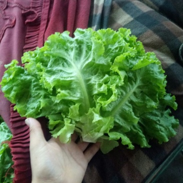 庞瑞亭蔬菜购销公司长年大量供应精品生菜，意大利
