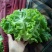 庞瑞亭蔬菜购销公司长年大量供应精品生菜，意大利