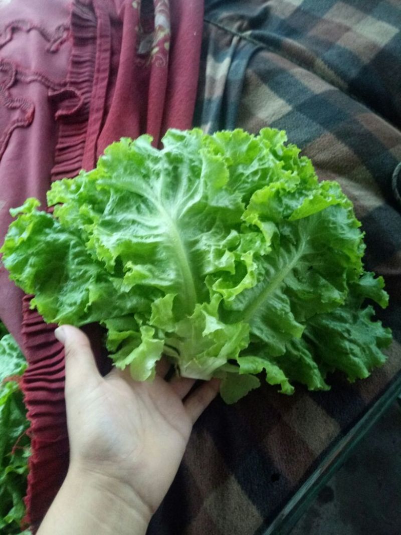 庞瑞亭蔬菜购销公司长年大量供应精品生菜，意大利