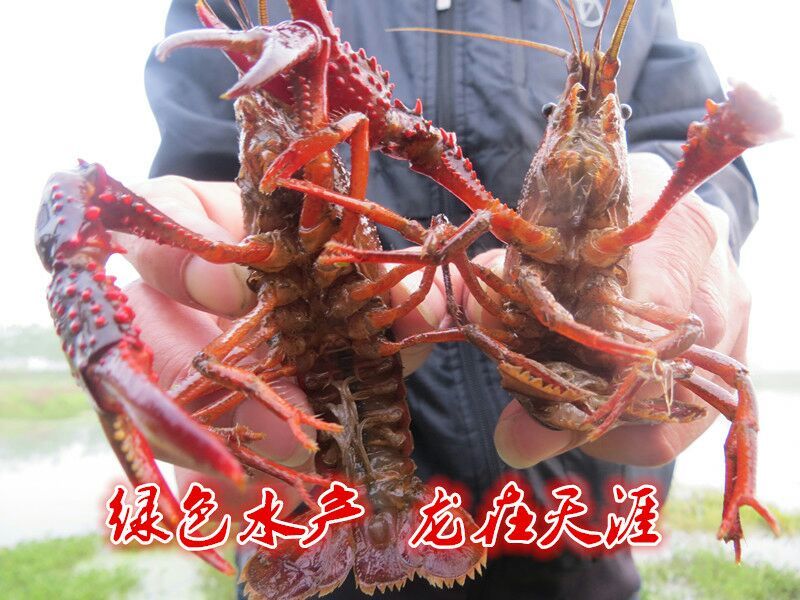 湖南益阳小龙虾食用4~6钱活虾