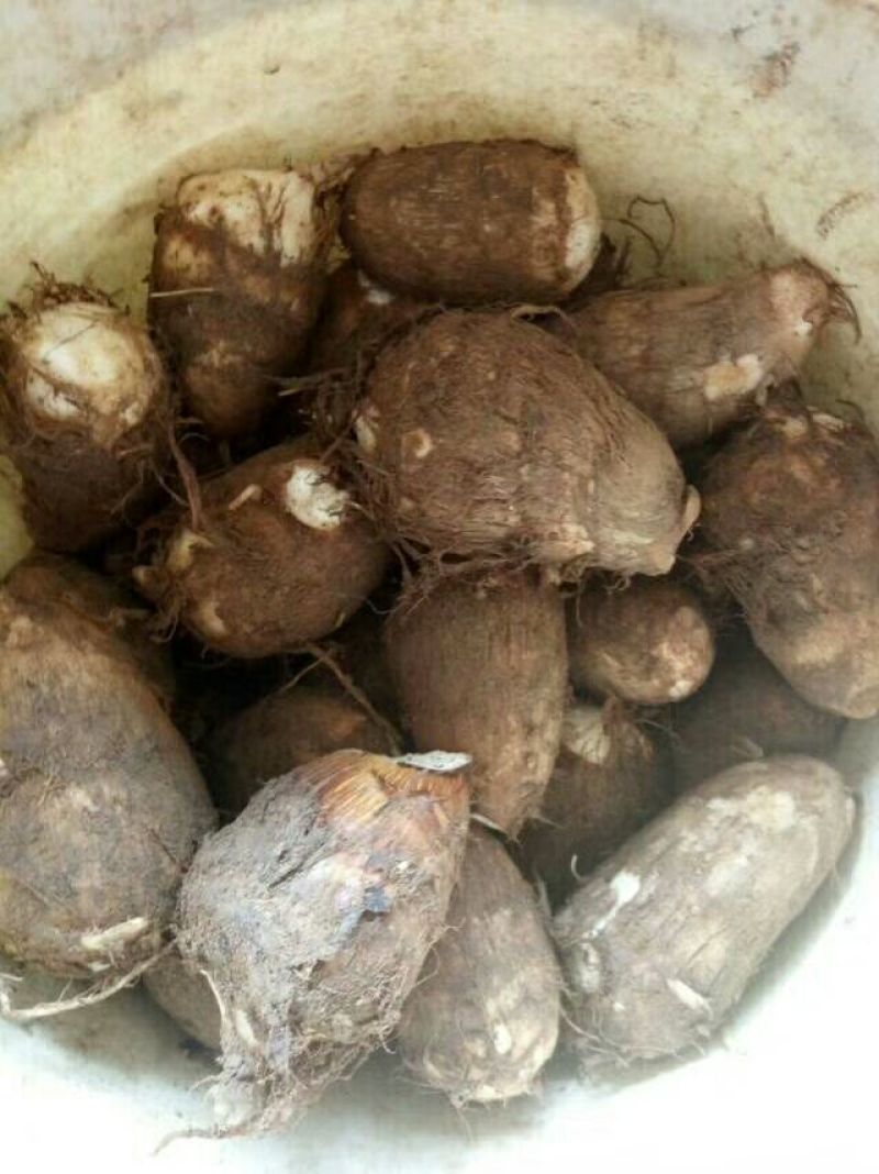 山东毛芋头批发，4厘米以上红芽芋头产地批发