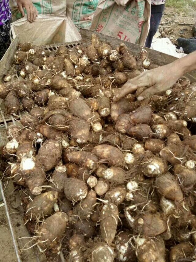 山东毛芋头批发，4厘米以上红芽芋头产地批发