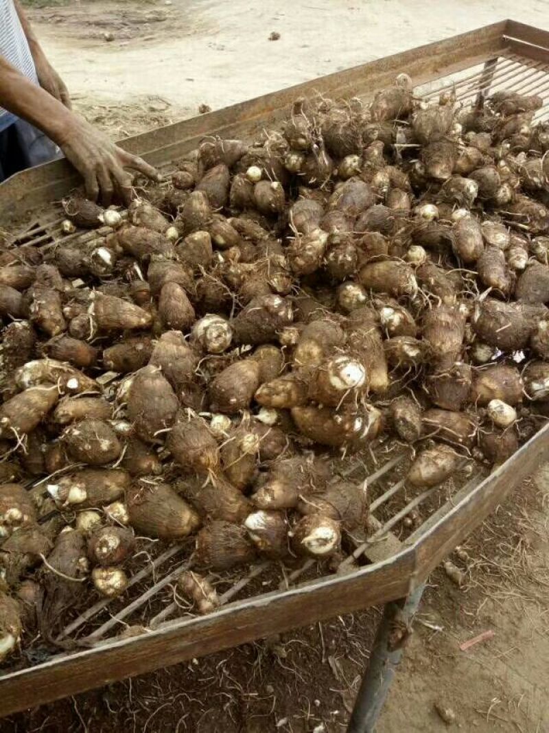 山东毛芋头批发，4厘米以上红芽芋头产地批发