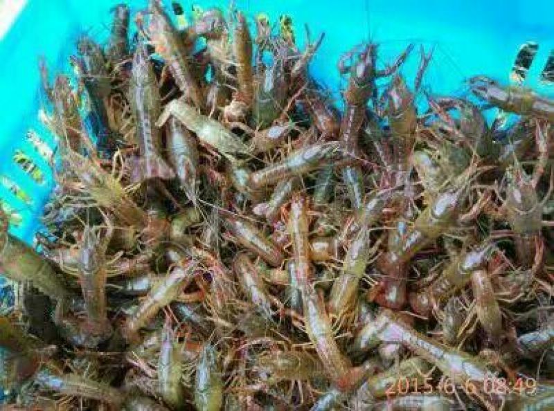 龙虾苗人工养殖虾苗