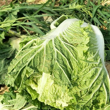 大白菜毛菜7斤以上