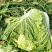 大白菜毛菜7斤以上
