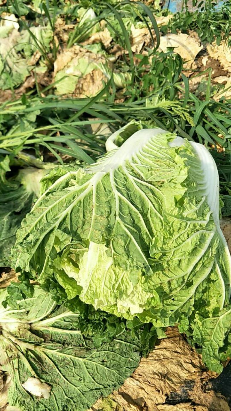 大白菜毛菜7斤以上