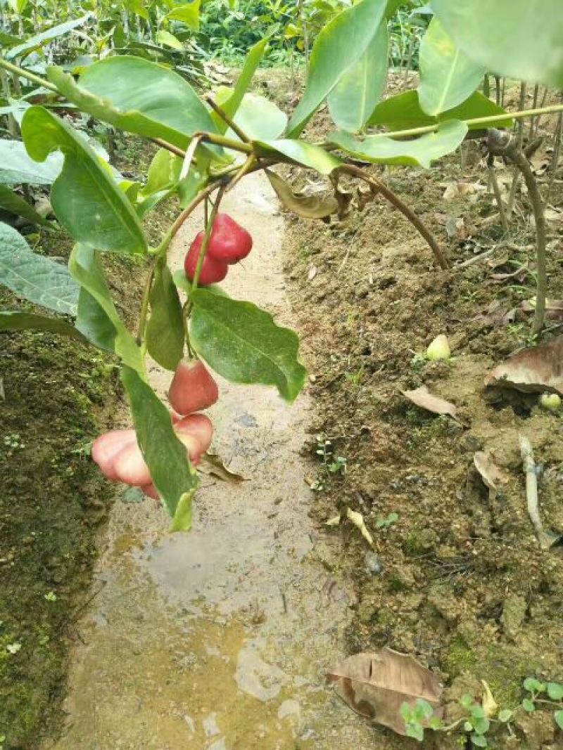 莲雾种苗