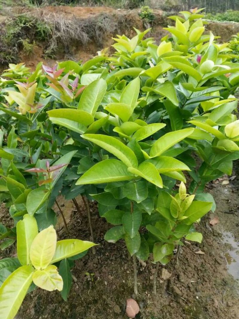 莲雾种苗