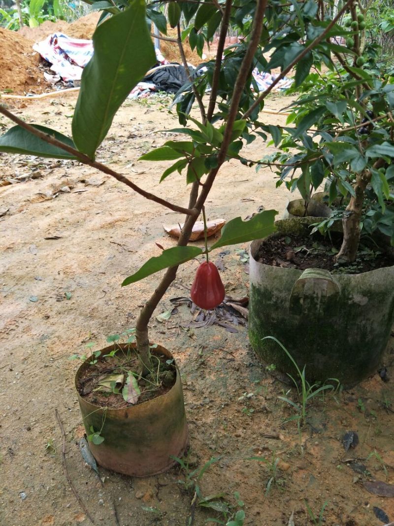 莲雾种苗