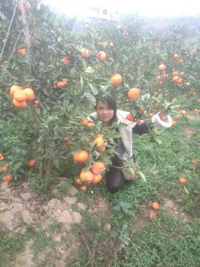 柑桔苗50~80cm