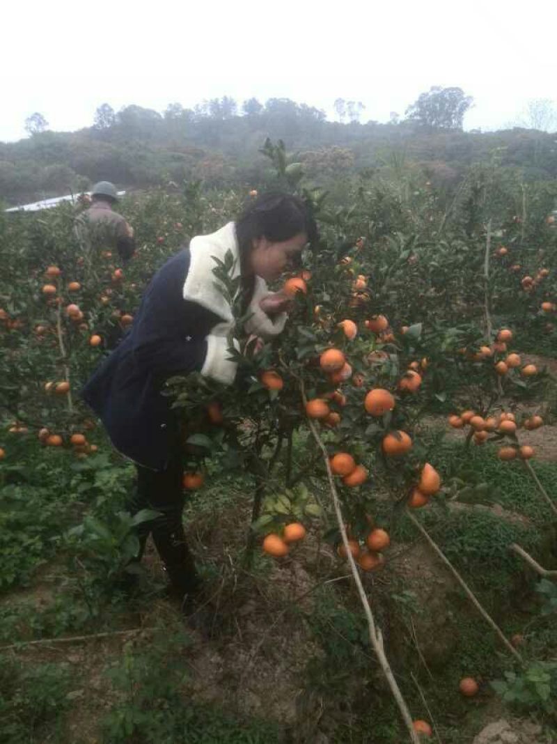 柑桔苗50~80cm
