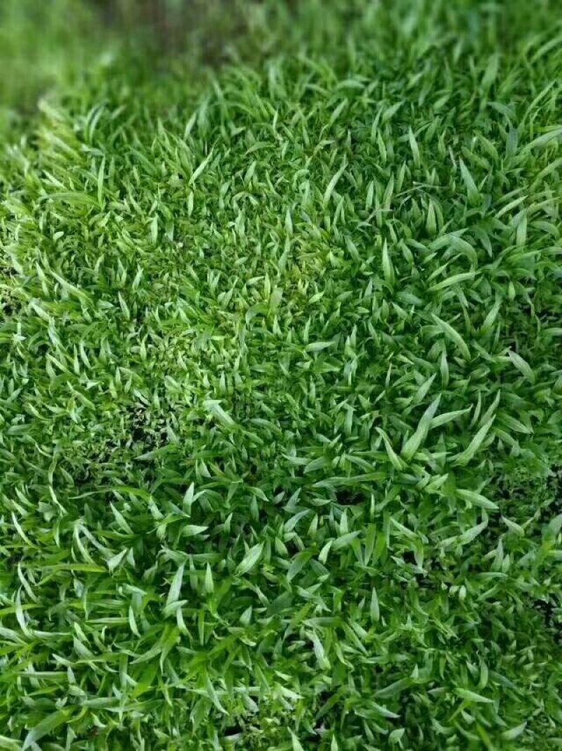 优质白芨种苗10cm以下