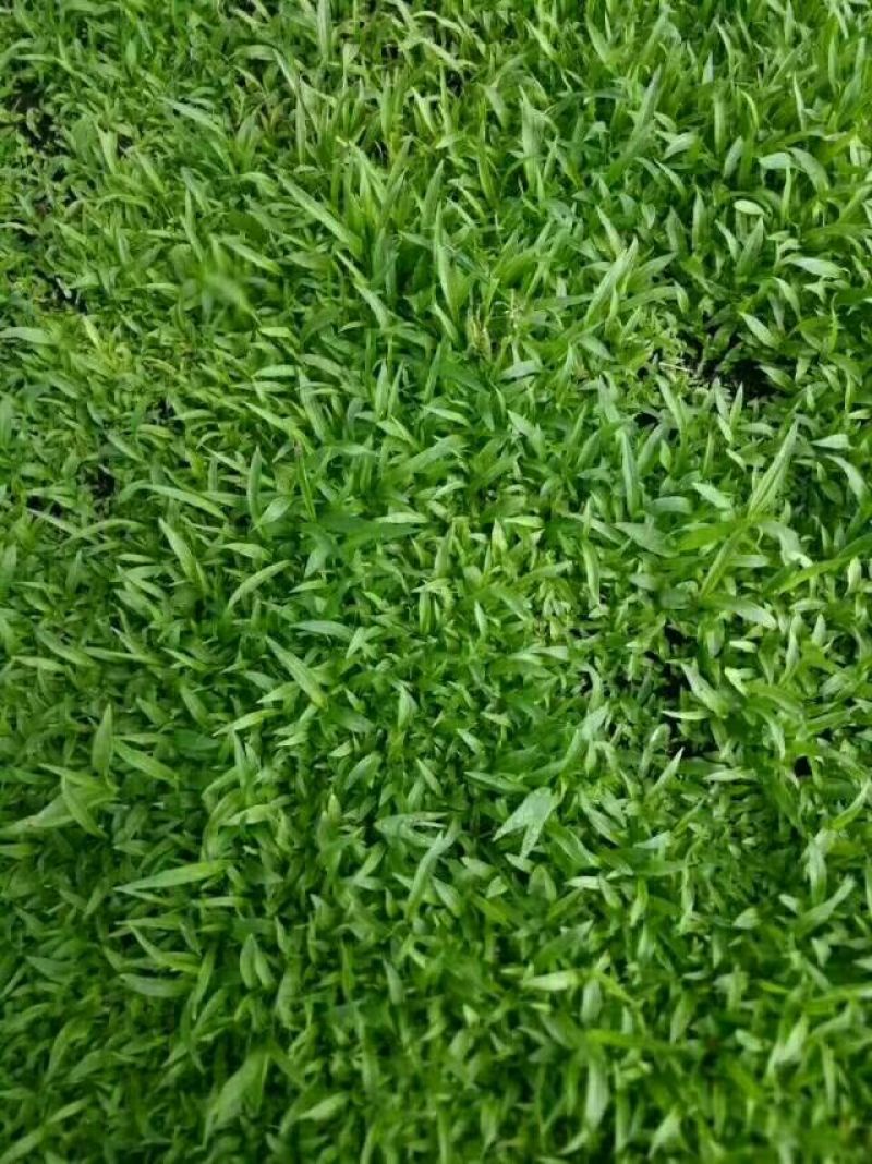 优质白芨种苗10cm以下